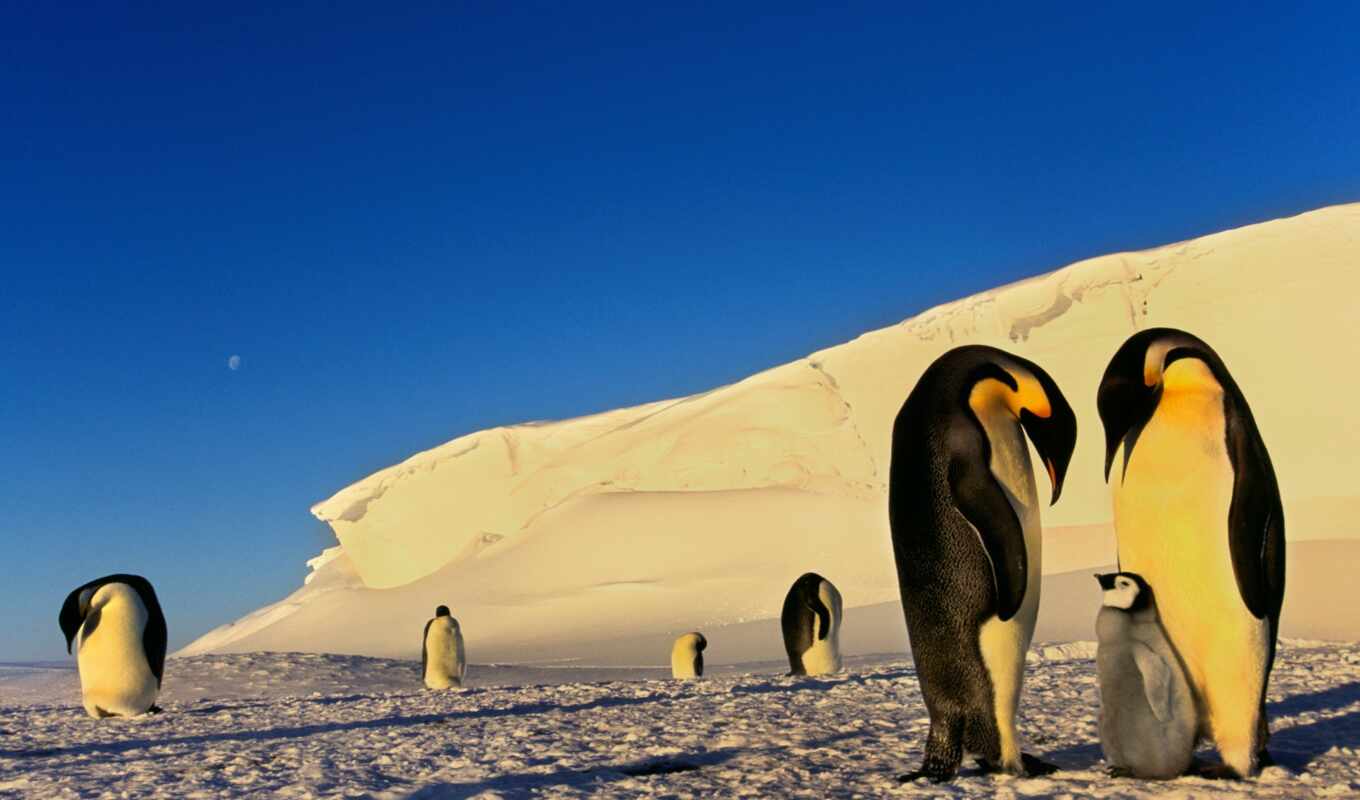 окно, fact, пингвин, антарктида