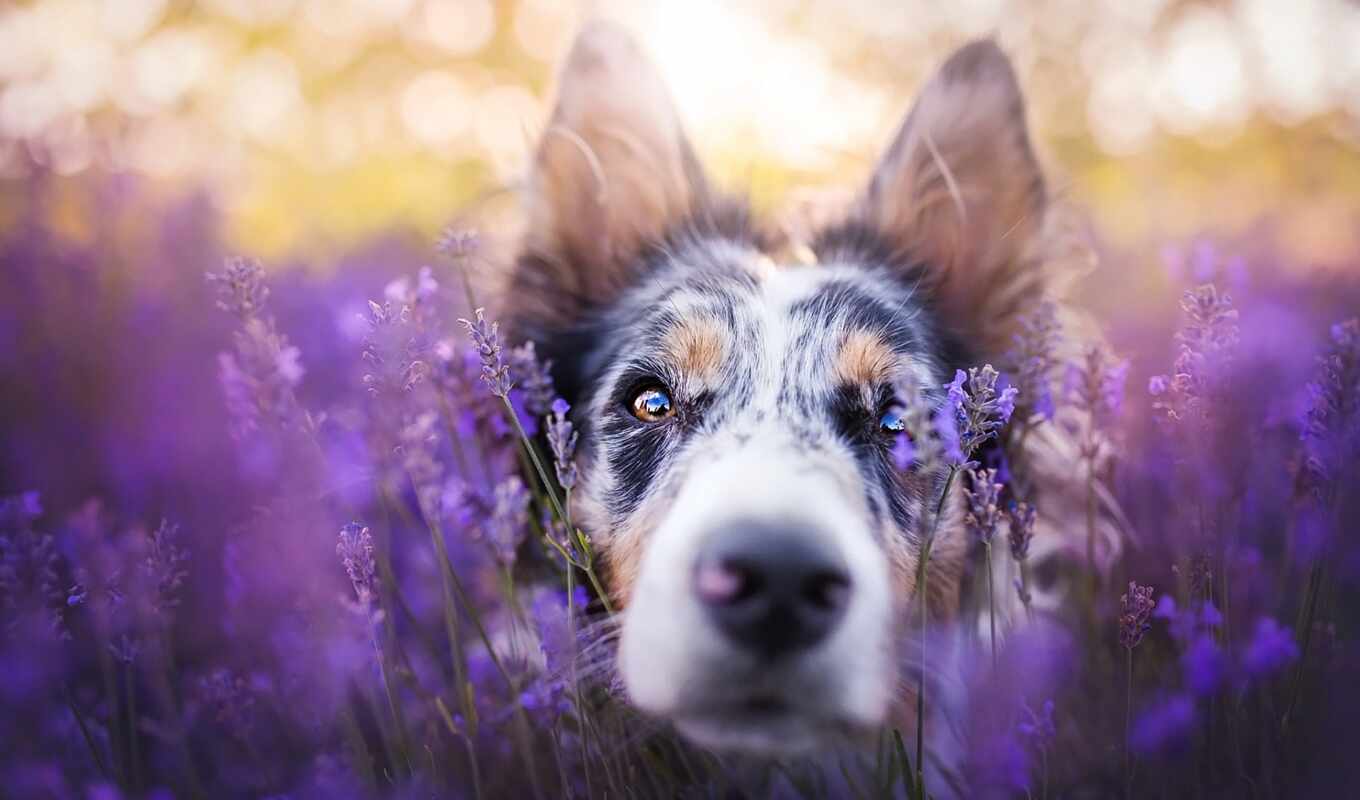 field, dog, lavender
