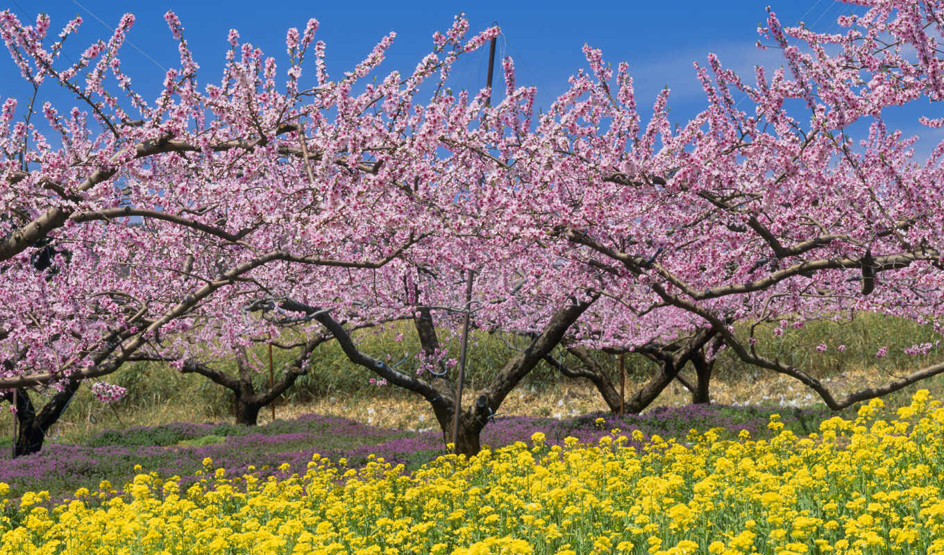 tree, spring, bloom, funart