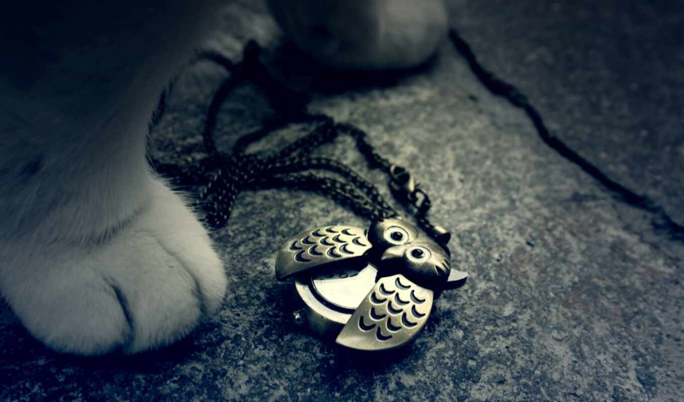 owl, cat, the jewel