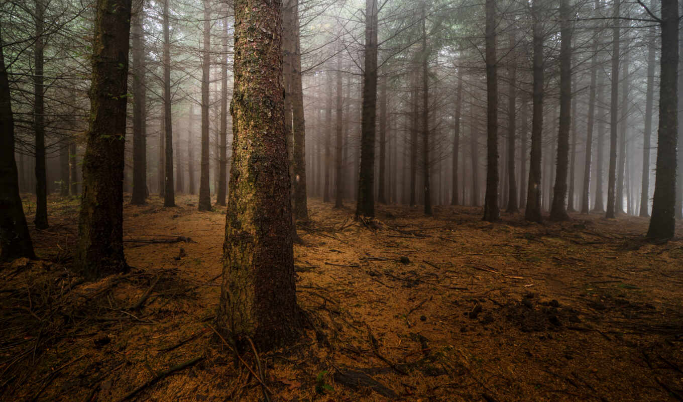 nature, trees, picture, picture, night, forest, fog, pine trees, barrels