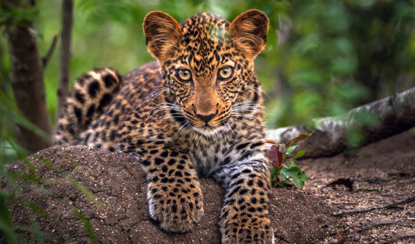 kazakhstan, beautiful, log in, to find, leopard, reach out, register
