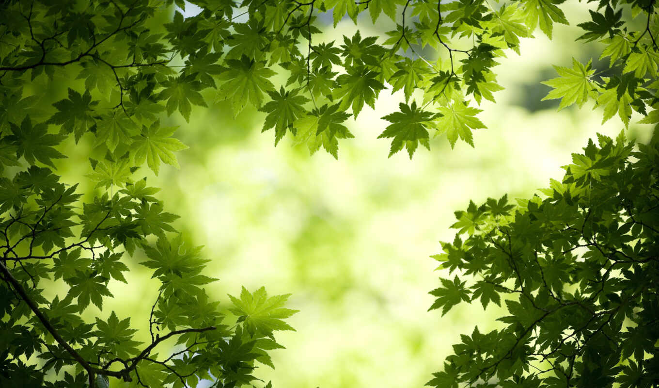 nature, green, leaves, forest, maple, leaf