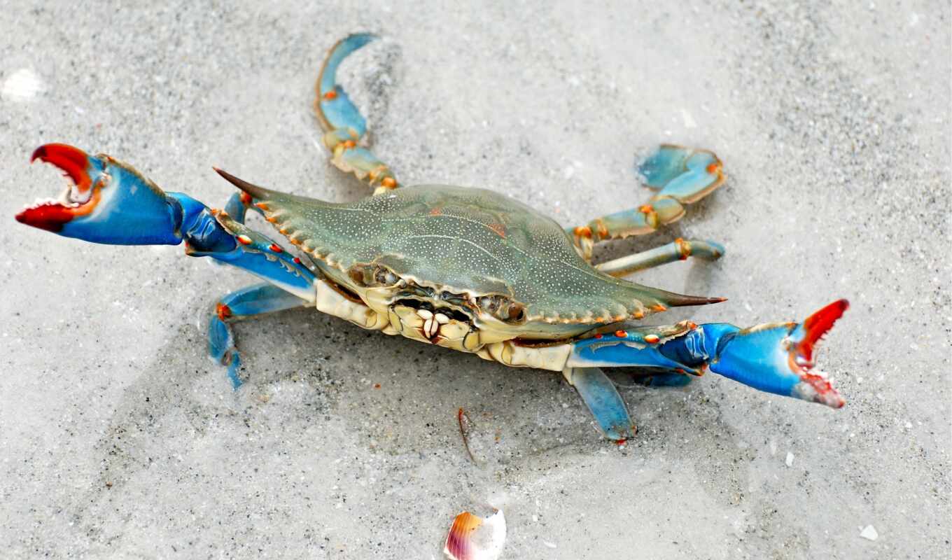 blue, photos, live, blue, product, crab, cheap, crabs, crabs