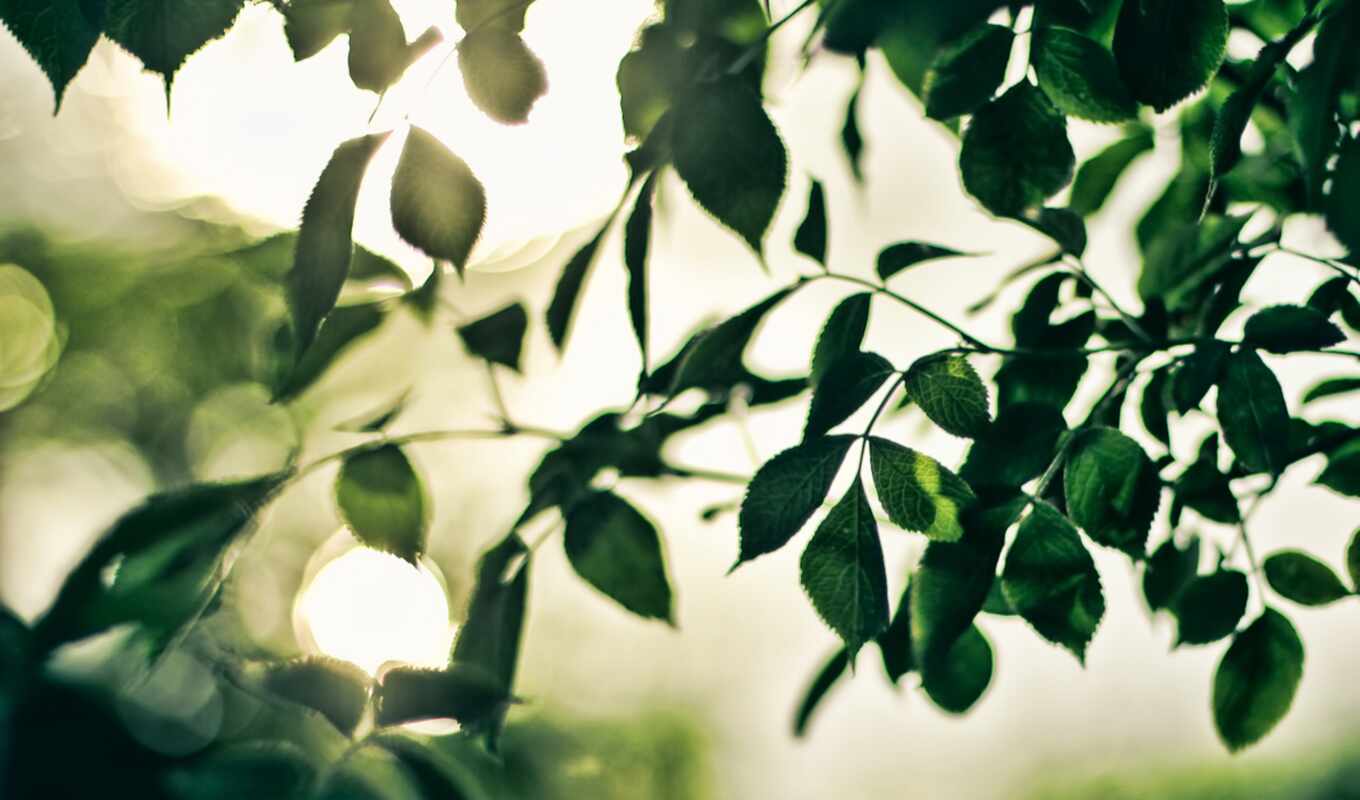 sun, leaves, foliage, rays, branches, highlights