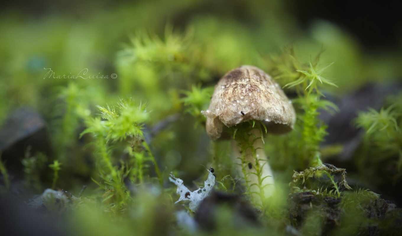 nature, file, the original, mushroom, sizes