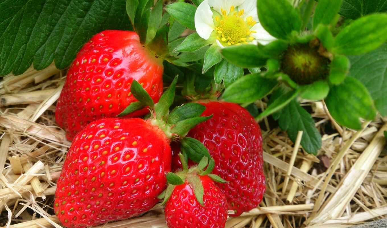 flowers, white, strawberry, meal