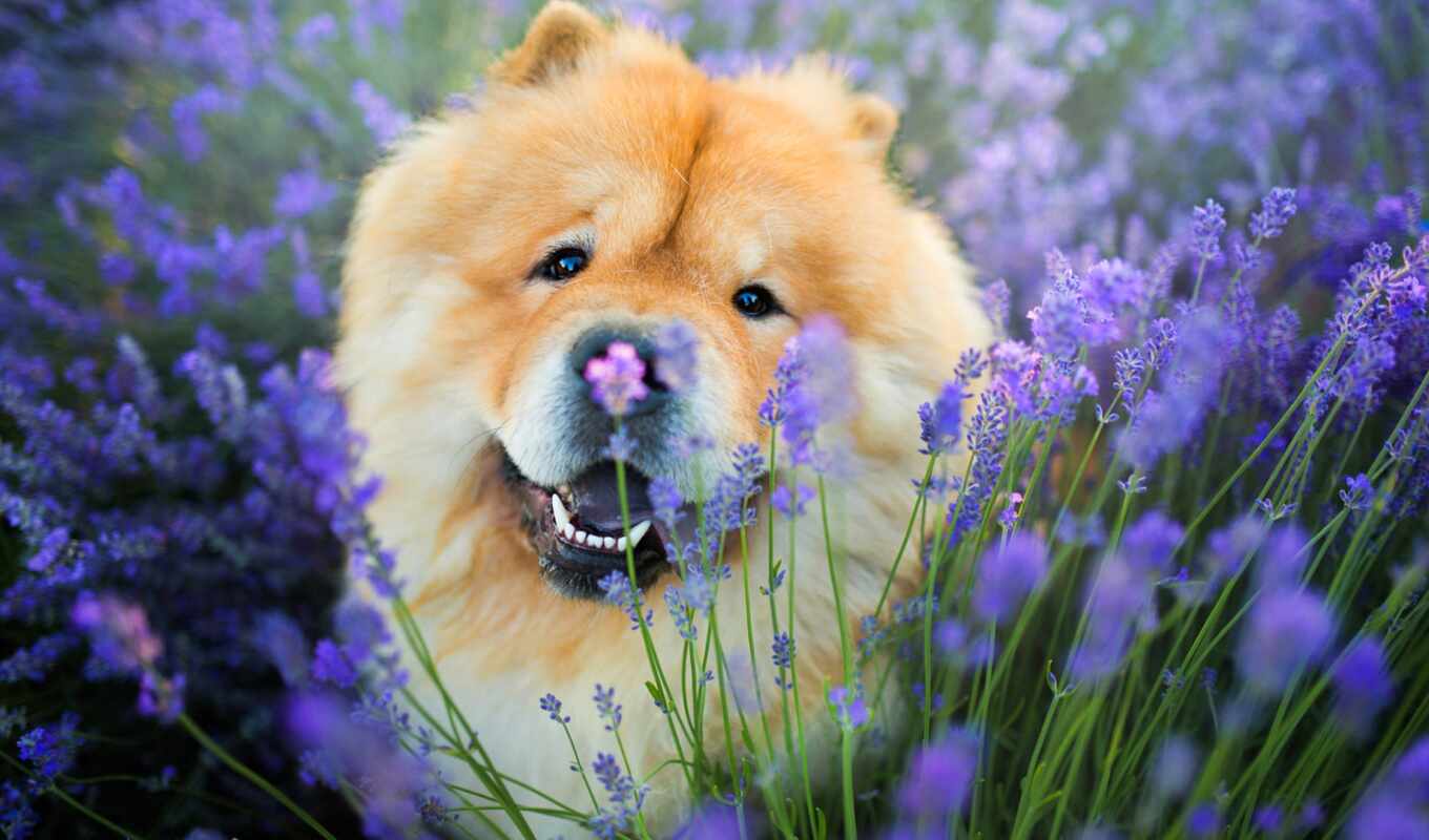 цветы, free, поле, собака, animal, lavender, чау, fonwall