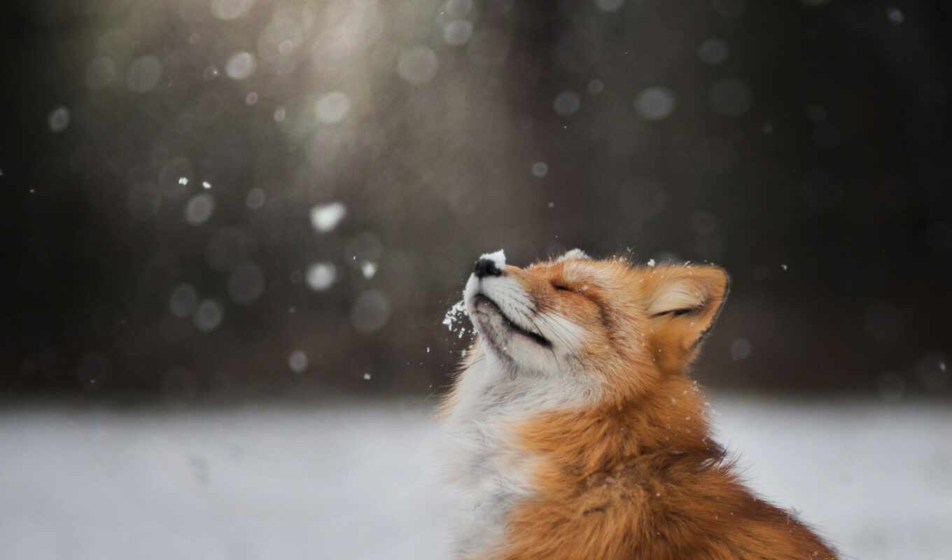 снег, winter, фокс, animal