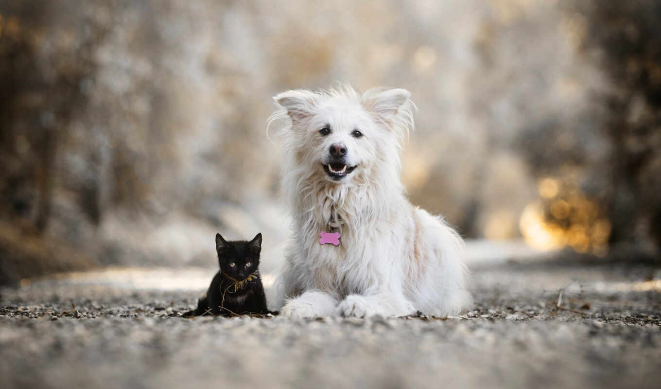 black, white, кот, cute, собака, щенок, котенок, друг