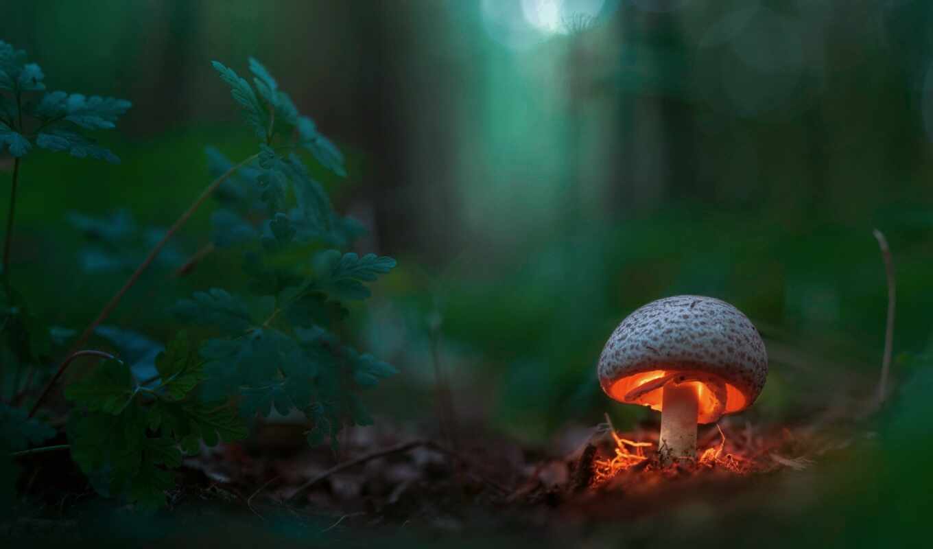 forest, mushroom, fore, makryi