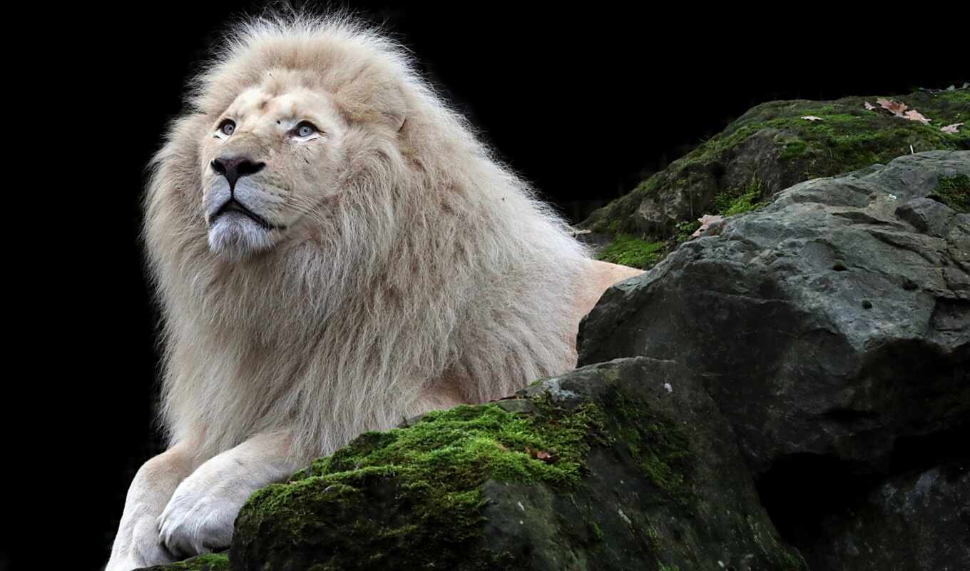 white, lion