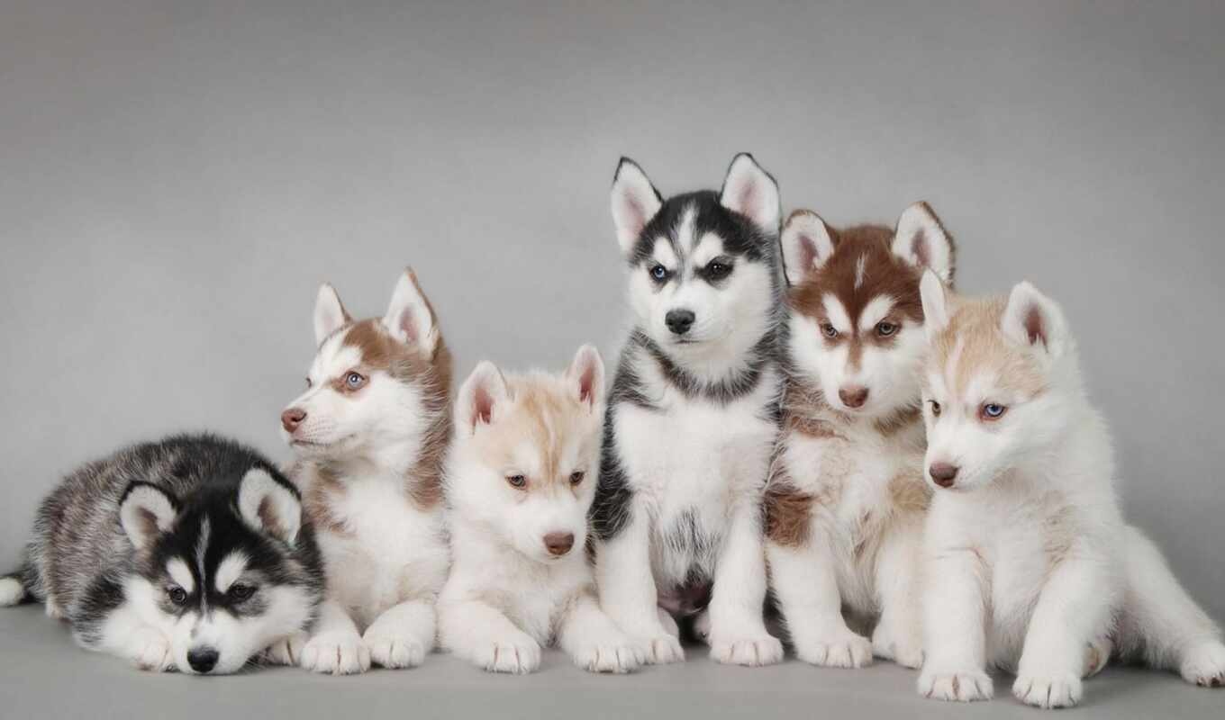cute, собака, щенок, хаски, порода, animal, siberian