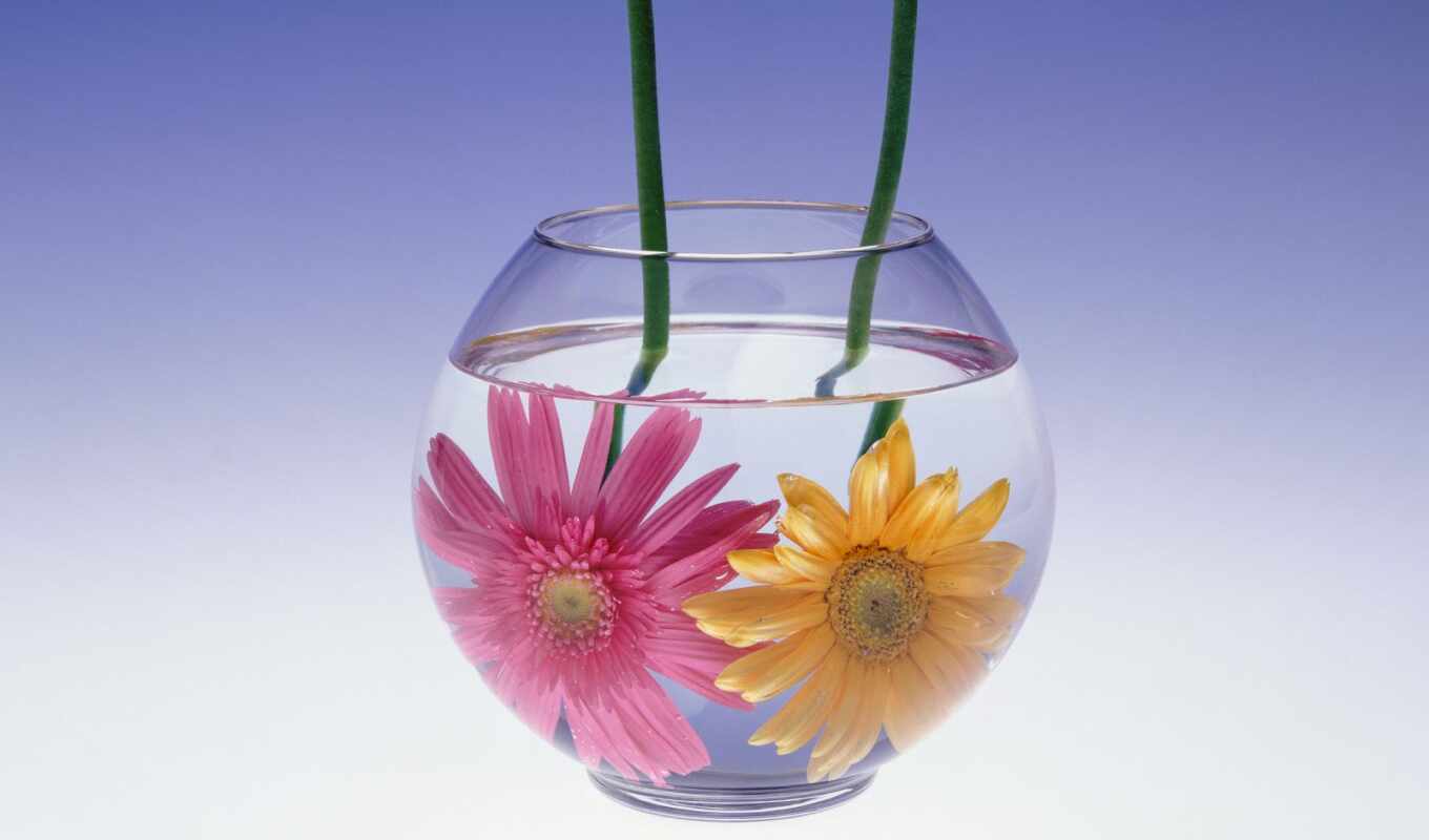 flowers, with water, still-life, aquarium