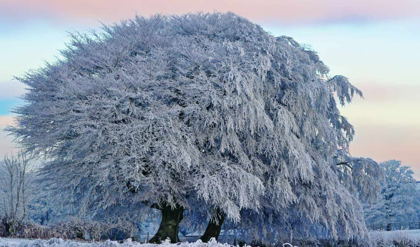 tree, white, last, trees, winter, hoarfrost, today
