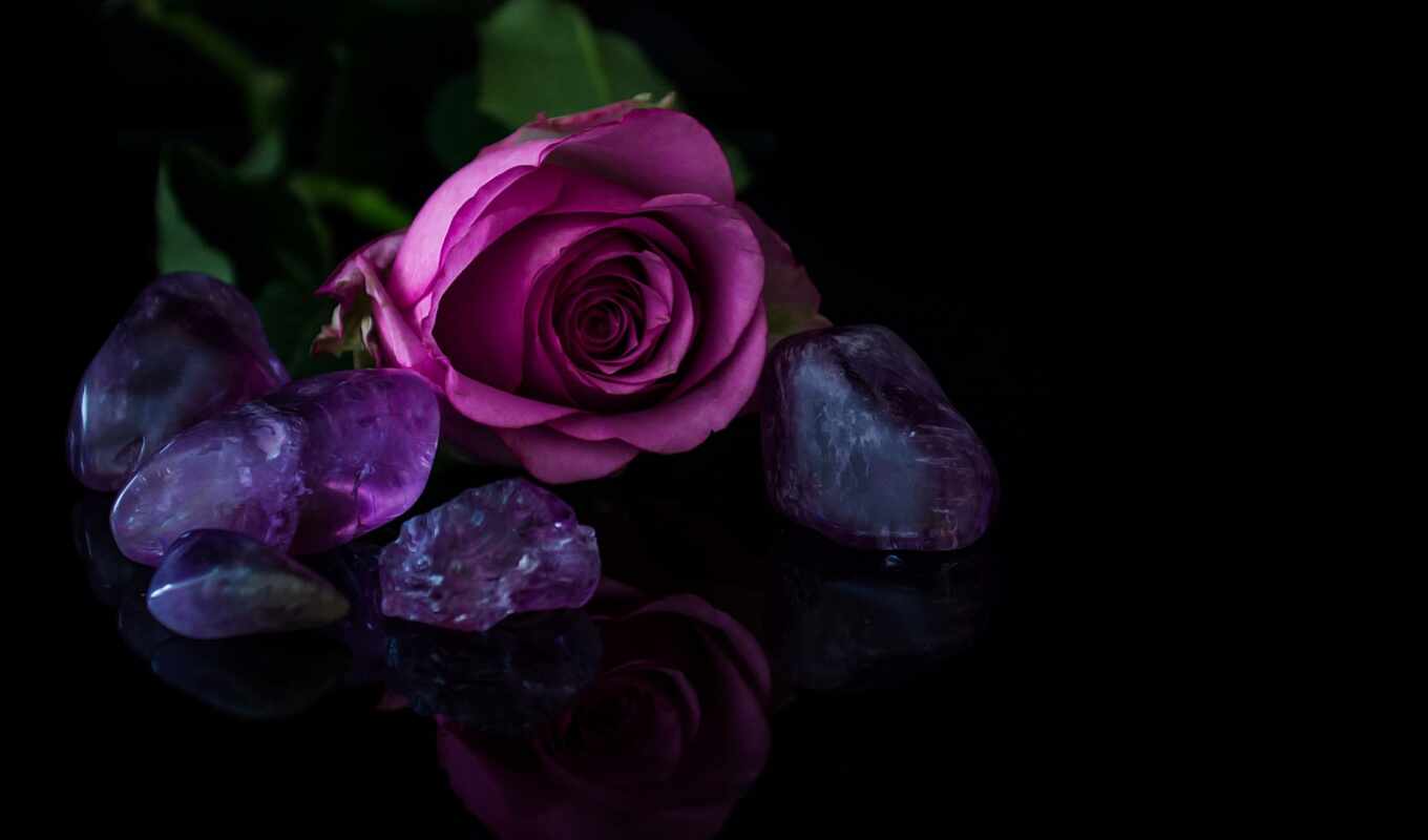 black, цветы, white, камень, purple, rock, май, розовый, лепесток, взлёт, цветок