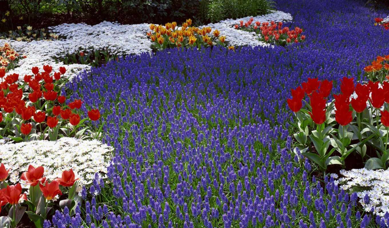 flowers, background, field, spring, wall, tulip, lkbahar