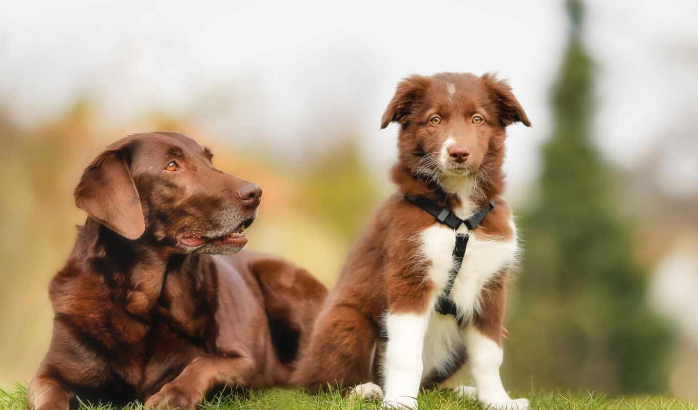 dog, brown, puppy, animal, border, collie