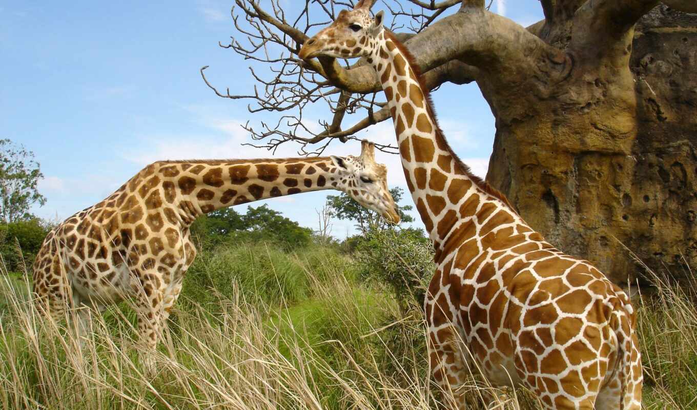 жираф, жирафы