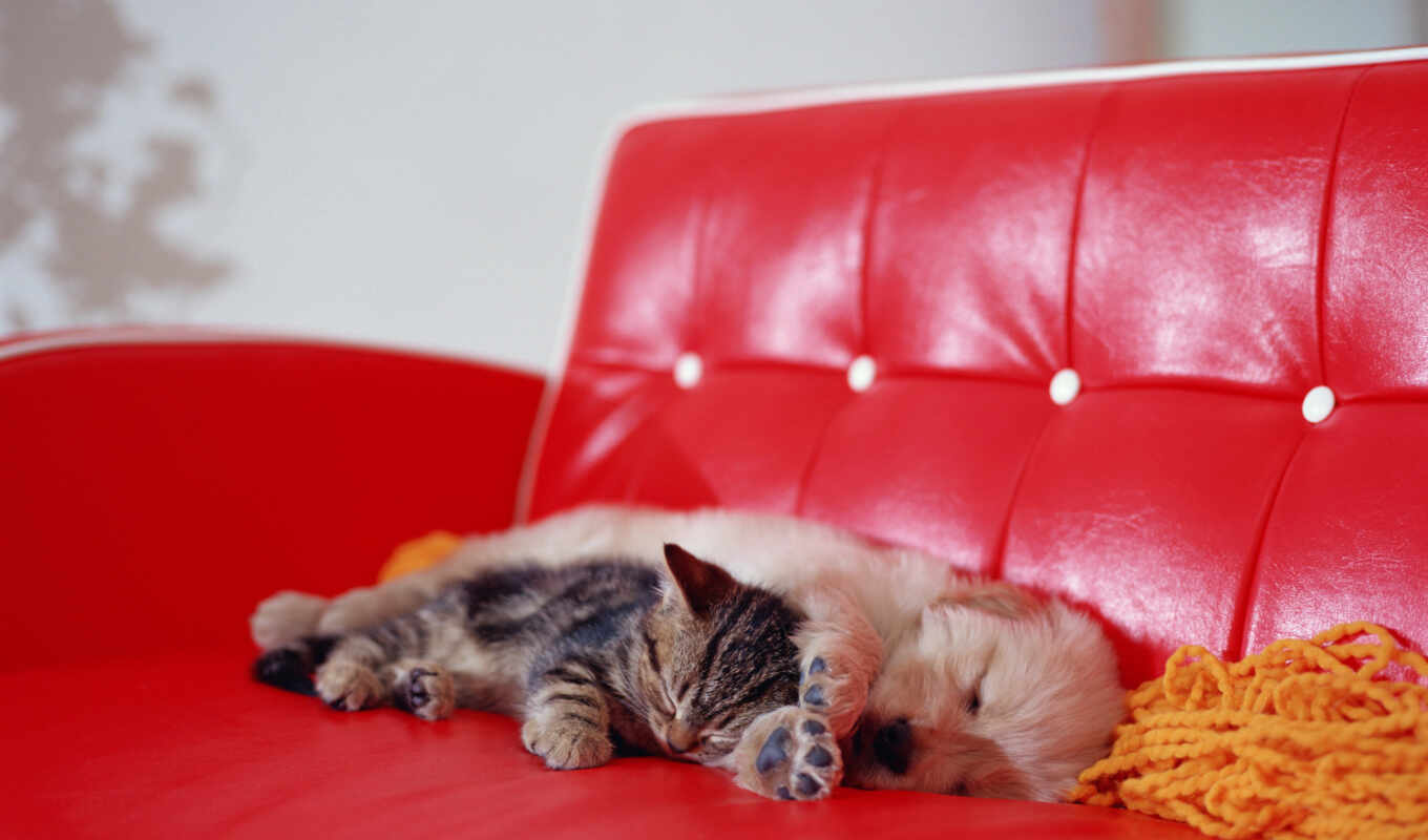 кот, диван, красном, диване, щенок, котенок, спит, спят