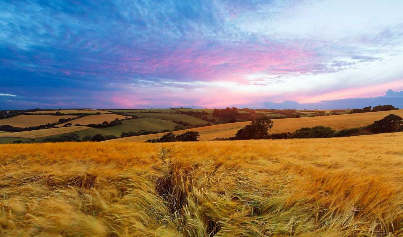 nature, summer, sunset, field, landscape, England