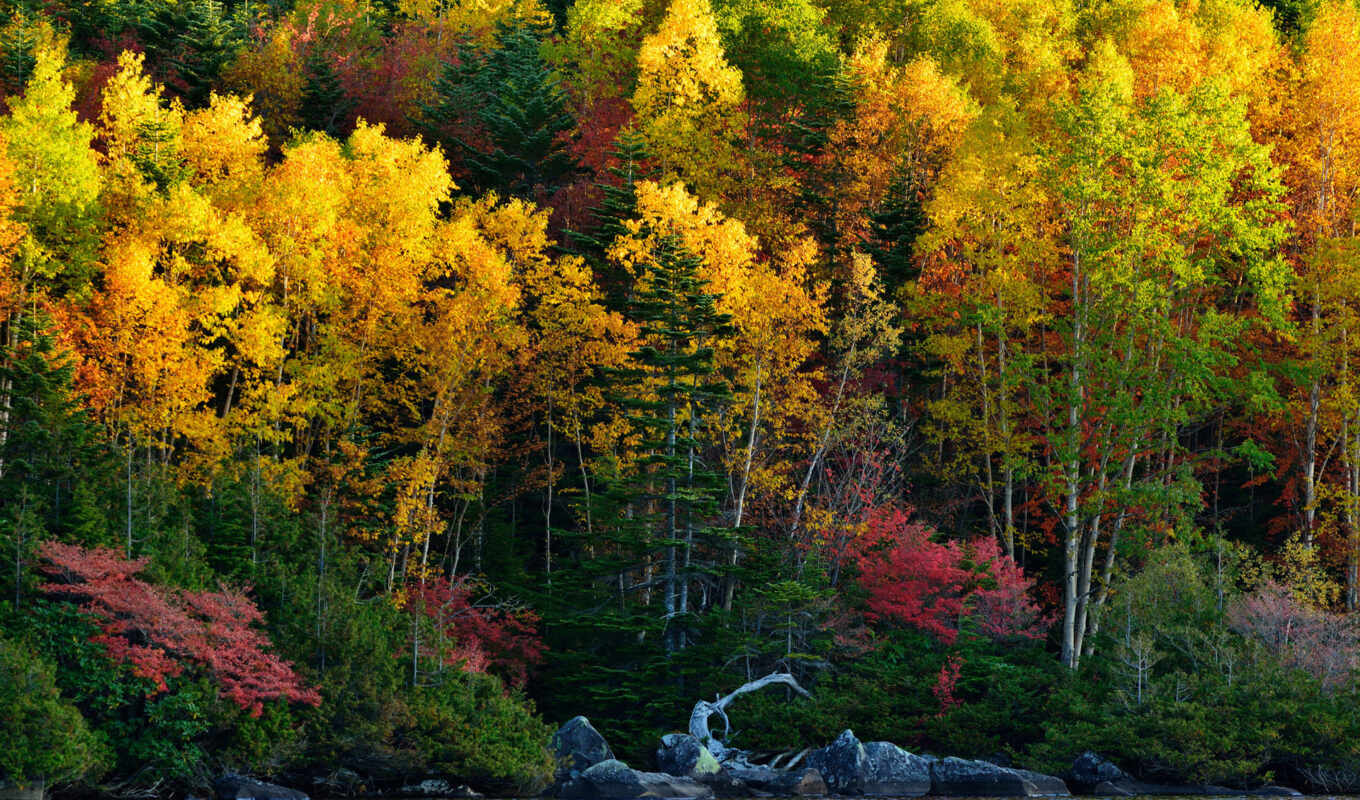 desktop, widescreen, лес, осень, trees, colourful