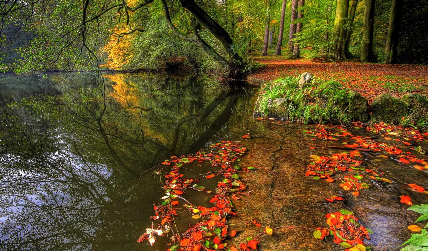 природа, страница, water, лес, осень, trees, rivers