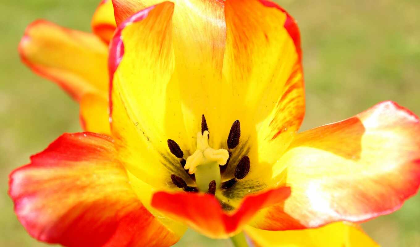 desktop, цветы, макро, photography, flowers, оранжевый, tulips, тюльпан, petals