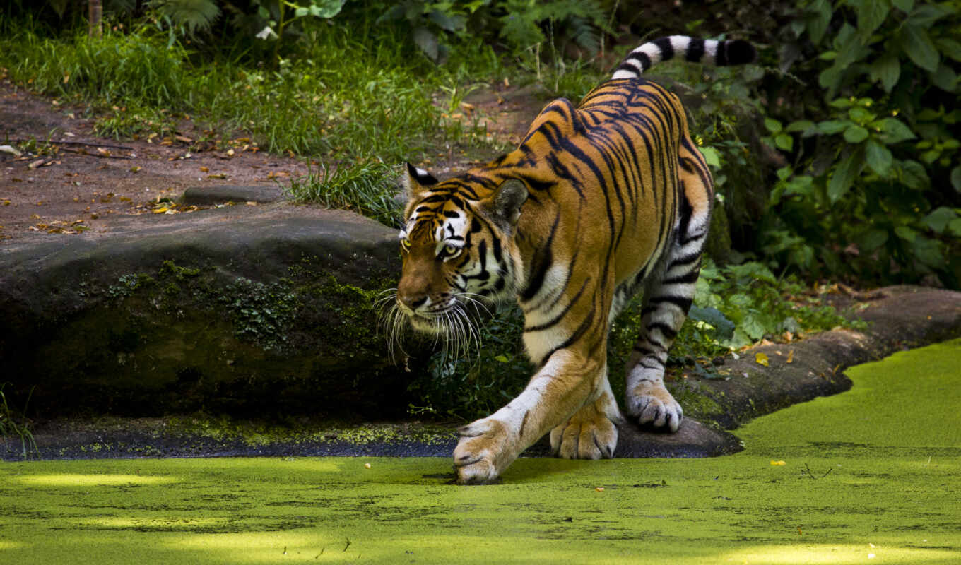 nature, desktop, free, background, tiger, tigers, animals, zhivotnye