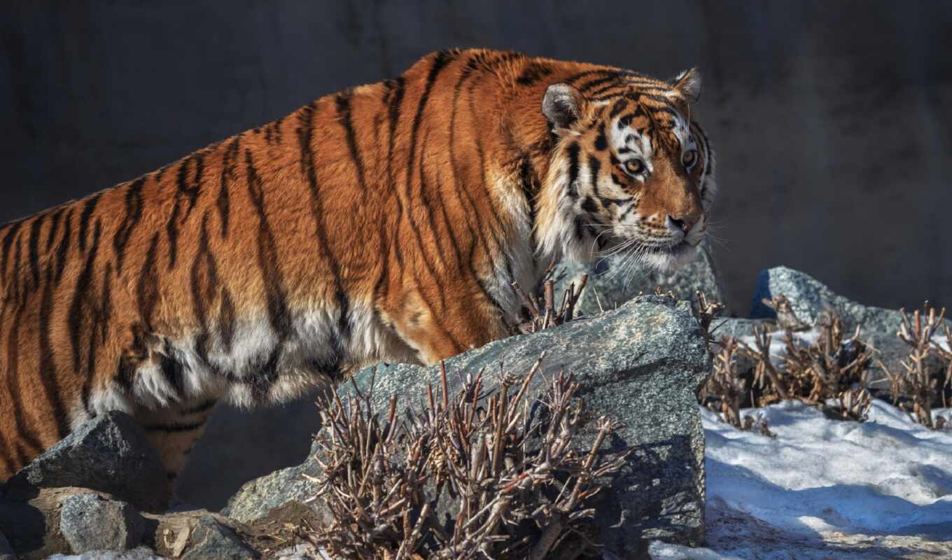 тигр, tigris, снег, narrow, хороший, panthera, песочница, siberian, фотограф