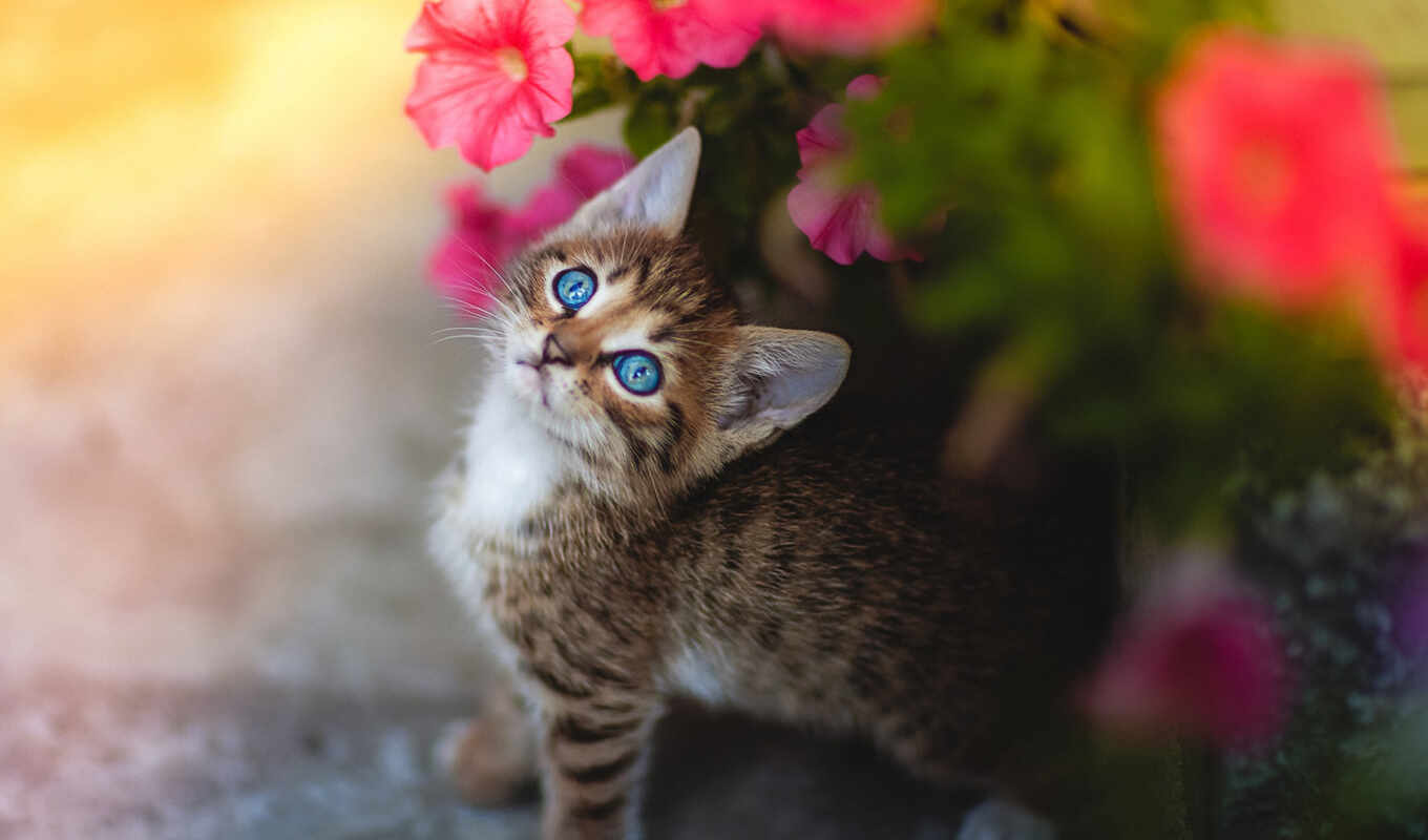 flowers, blue, view, photographer, cat, kitty, muzzle, animal, baby, petunia