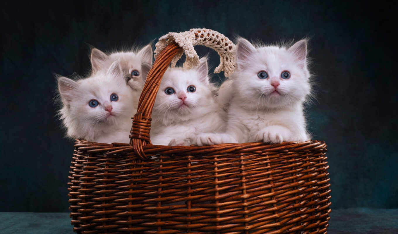 white, cat, kitty, dark, basket, kitty, four, dream book