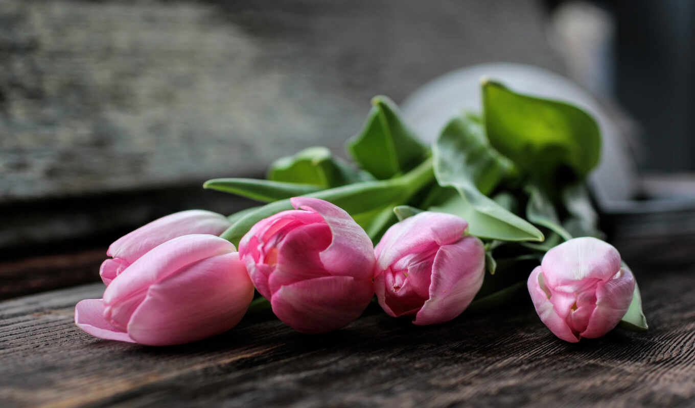 flowers, pink, wooden, tulip, bench