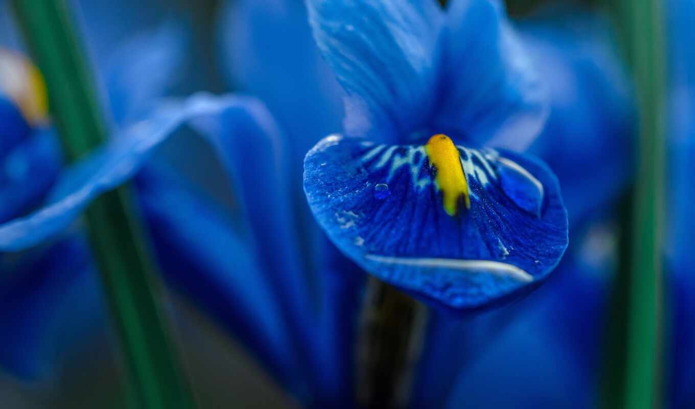 iris, цветы, blue