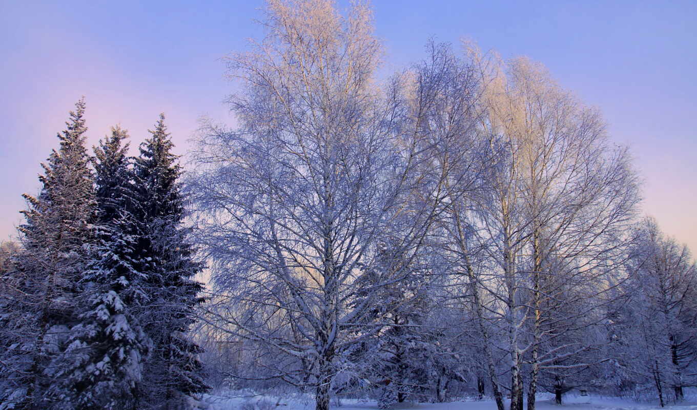 winter, forest, mix, birch tree, broadleaf