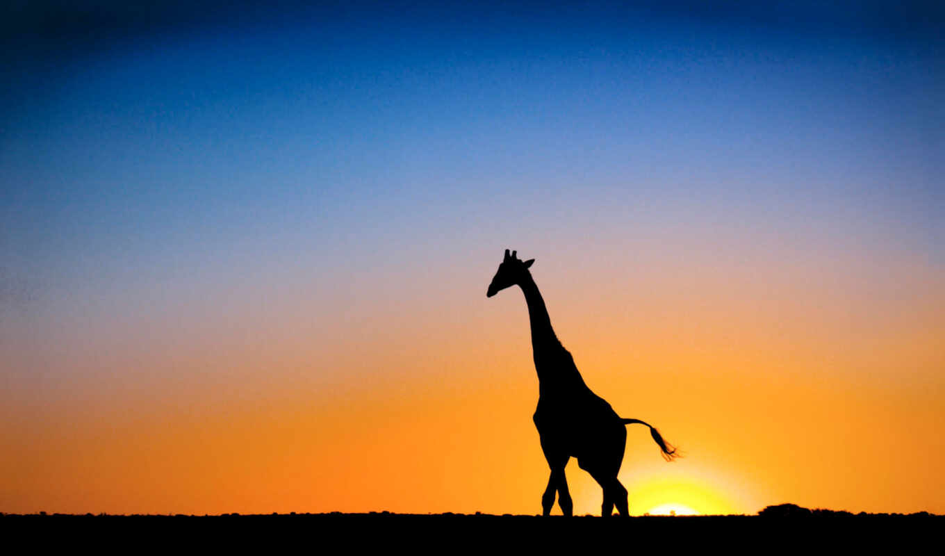 desktop, free, photos, жираф, жирафы