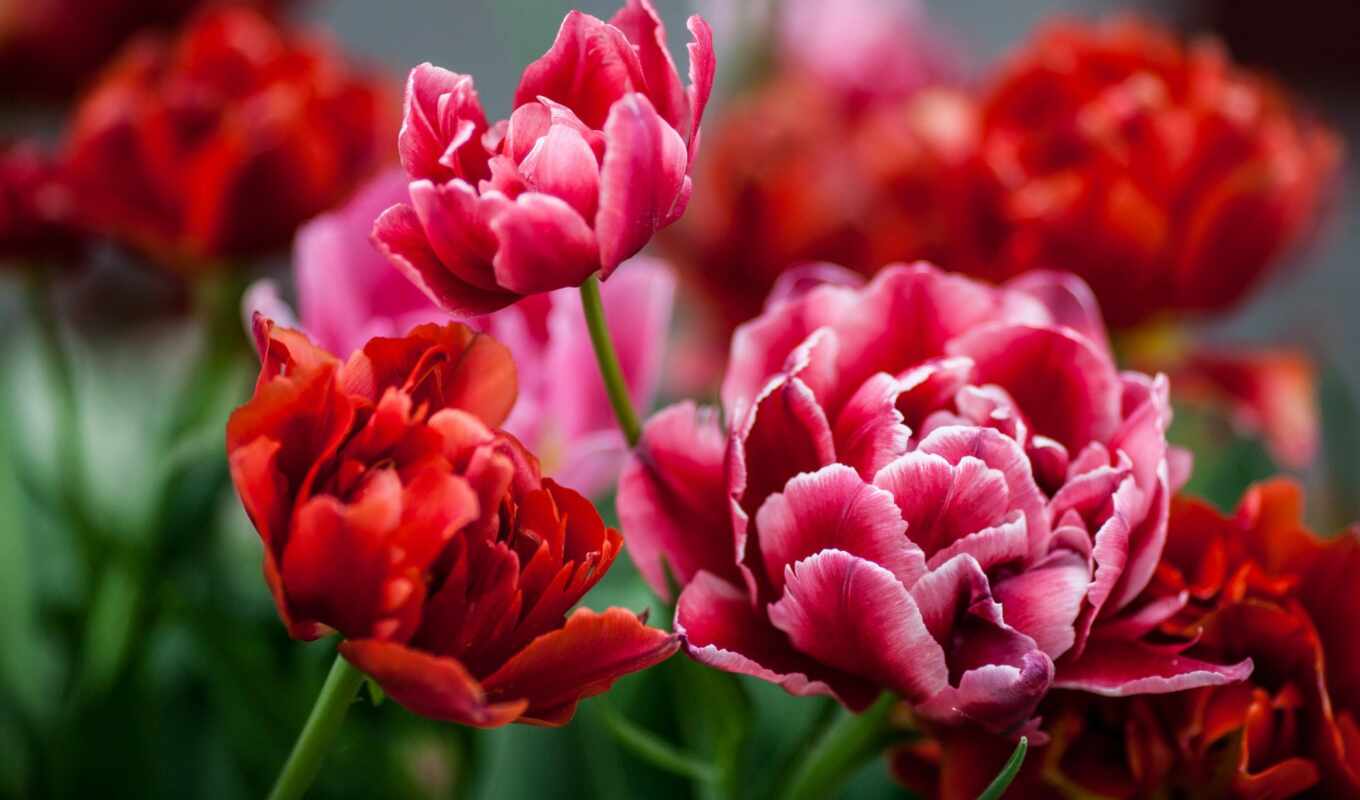 flower, spring, petal, tulip, factory, flower growing, plantstem, one-year plant, field flower