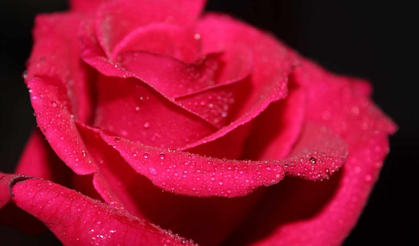 rose, many, red, macro, flowers, pinterest, roses, pink, spit, kind of