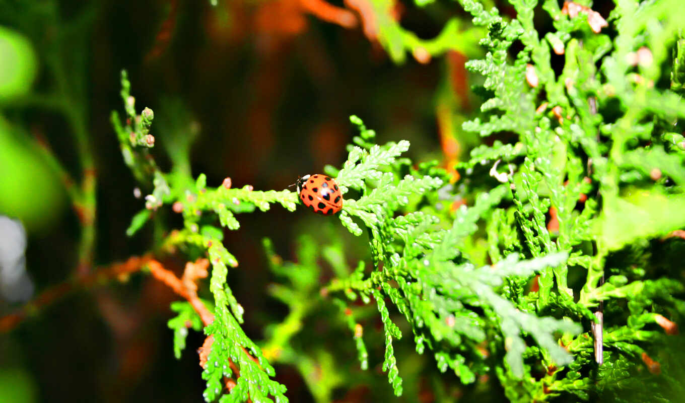 природа, red, focus, bug, lady, коровка, ladybug
