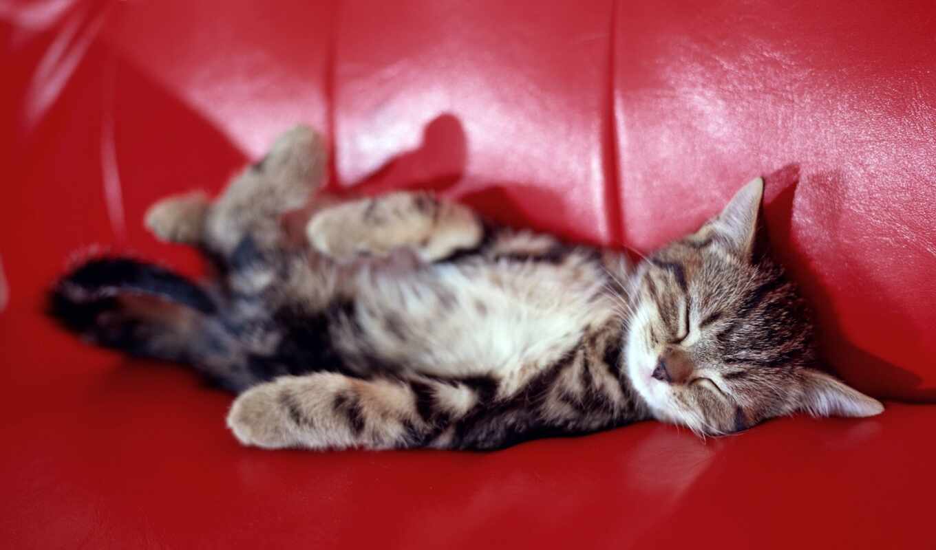 cat, sofa