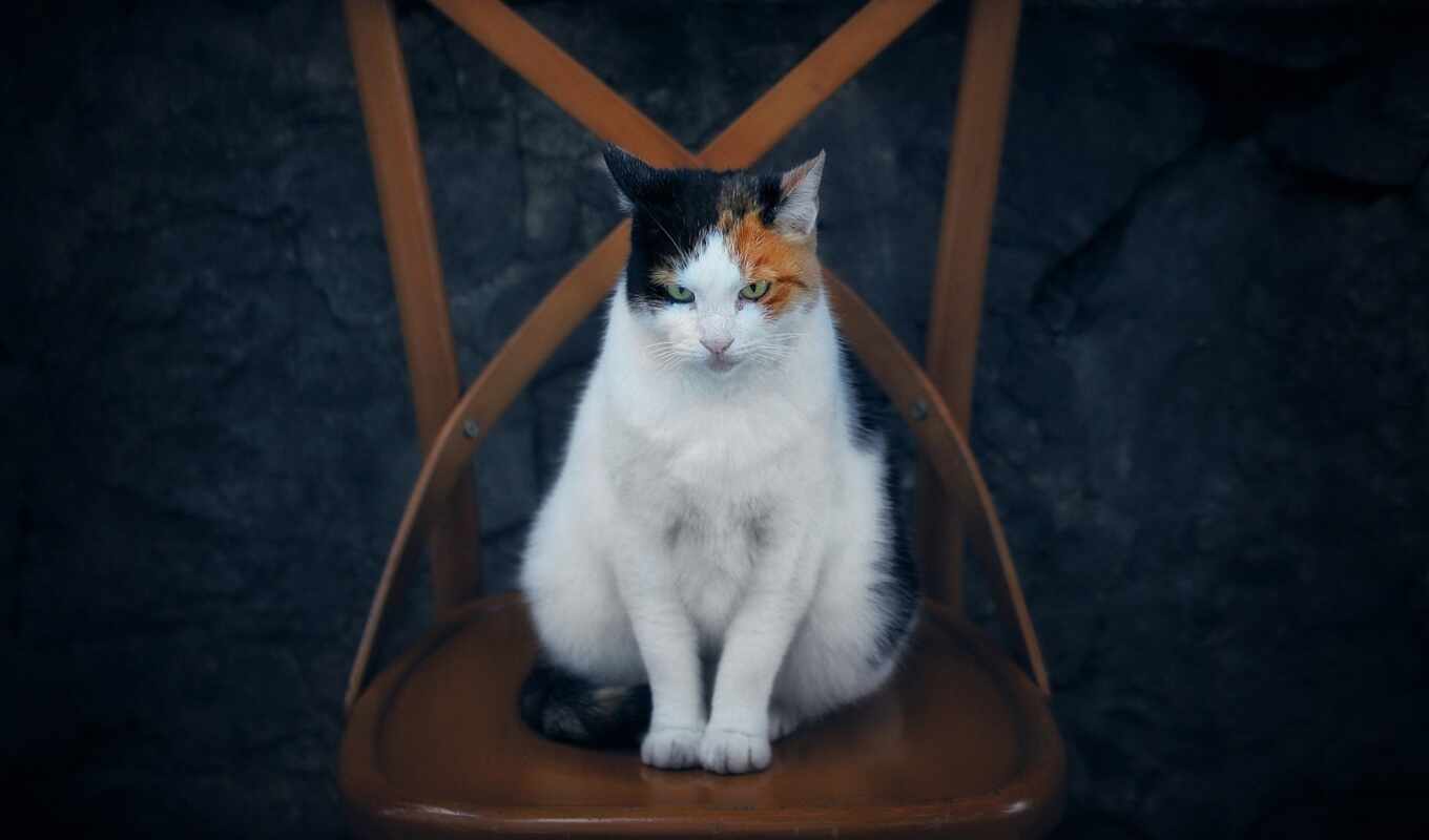кот, кресло, sit, majestic