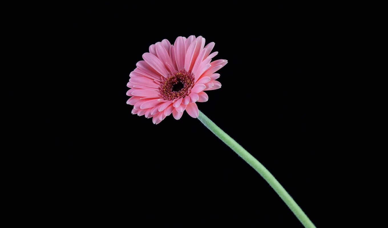 flowers, gerbera, rare