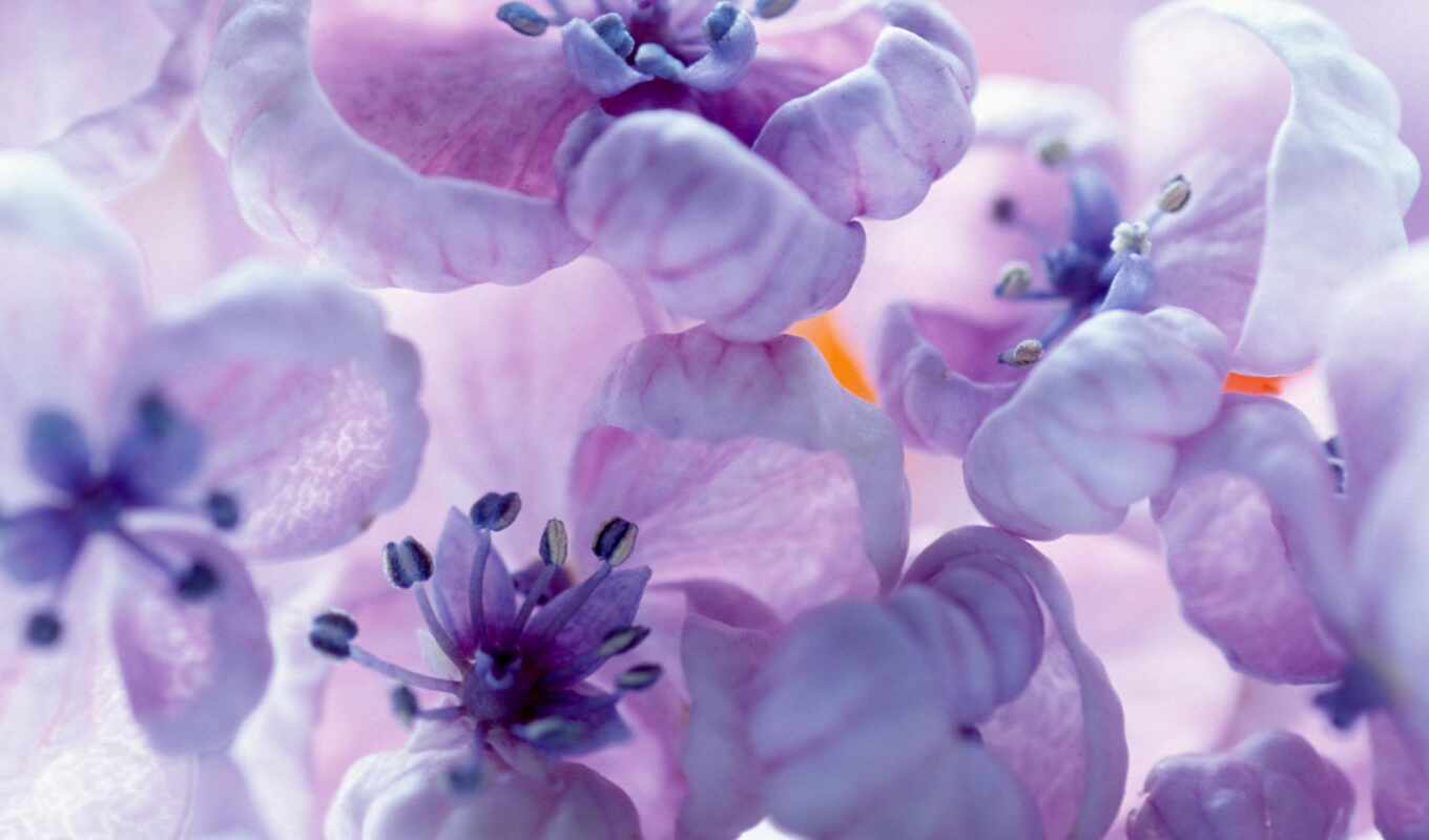 wallpapers, обоев, wallpaper, цветы, and, purple, hq, сборник, flowers, необычные, близко, красиво, прекрасных, цветами, lilac, affresco