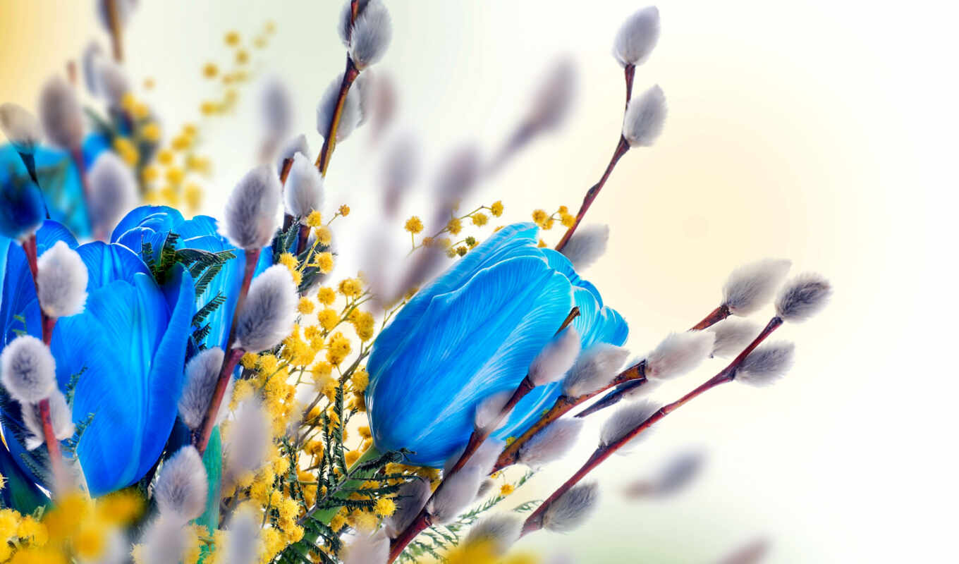 flowers, clipart, spring, a shadow, tulips, backgrounds, vector, willow, mimosa, willows, twigs