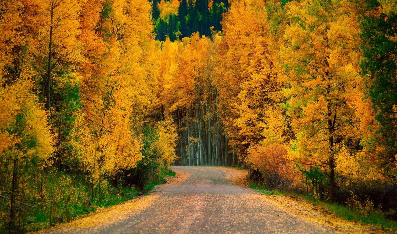природа, лес, дорога, landscape, осень, пасть, trees