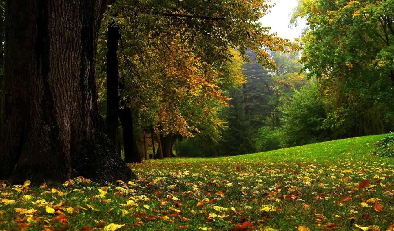 пейзажи -, new, обоях, красивыми, осень, природы, collector, лесные, пейзажами, украшения
