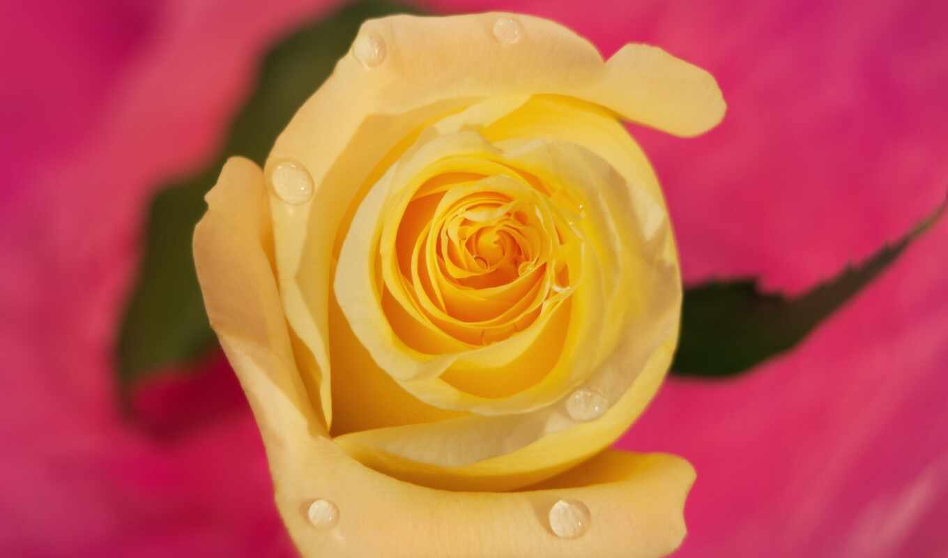 rose, drops, macro, petals, yellow, bud, yellow background