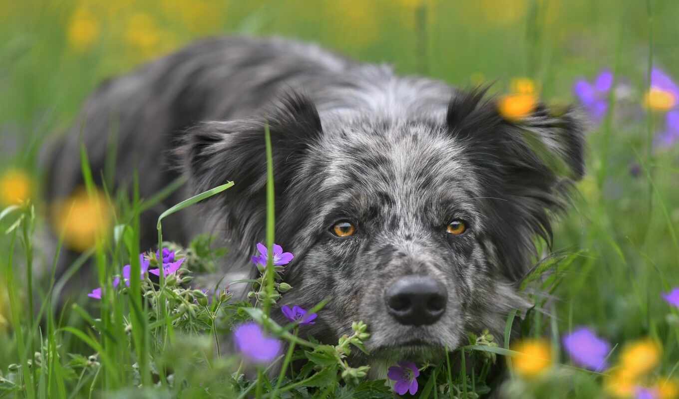 good, flowers, dog, breed, side, the native, narrow, vulnerable, shirokoformatnyi