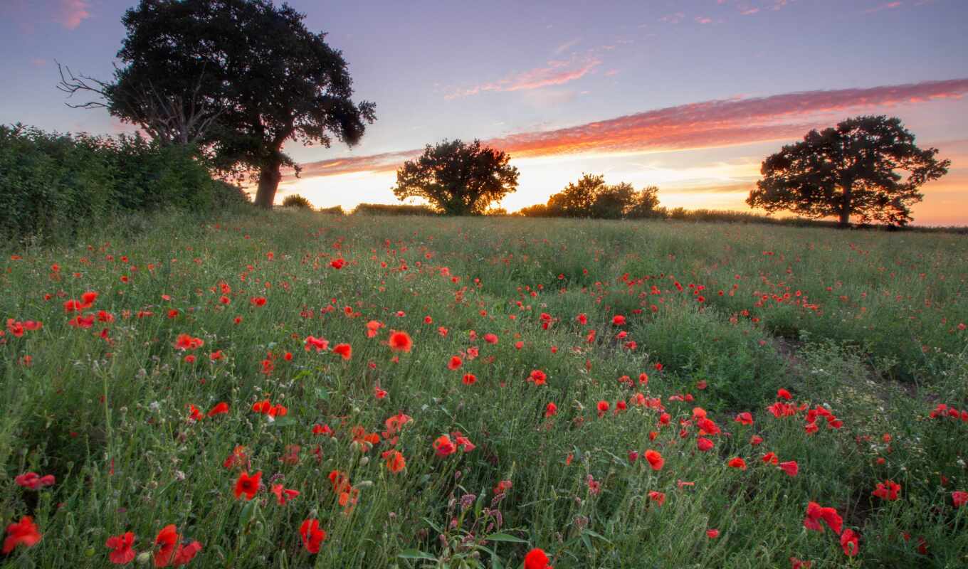 blue, sunset, landscape, natural, hour, water, poppy, cloud, countryside, weather forecast