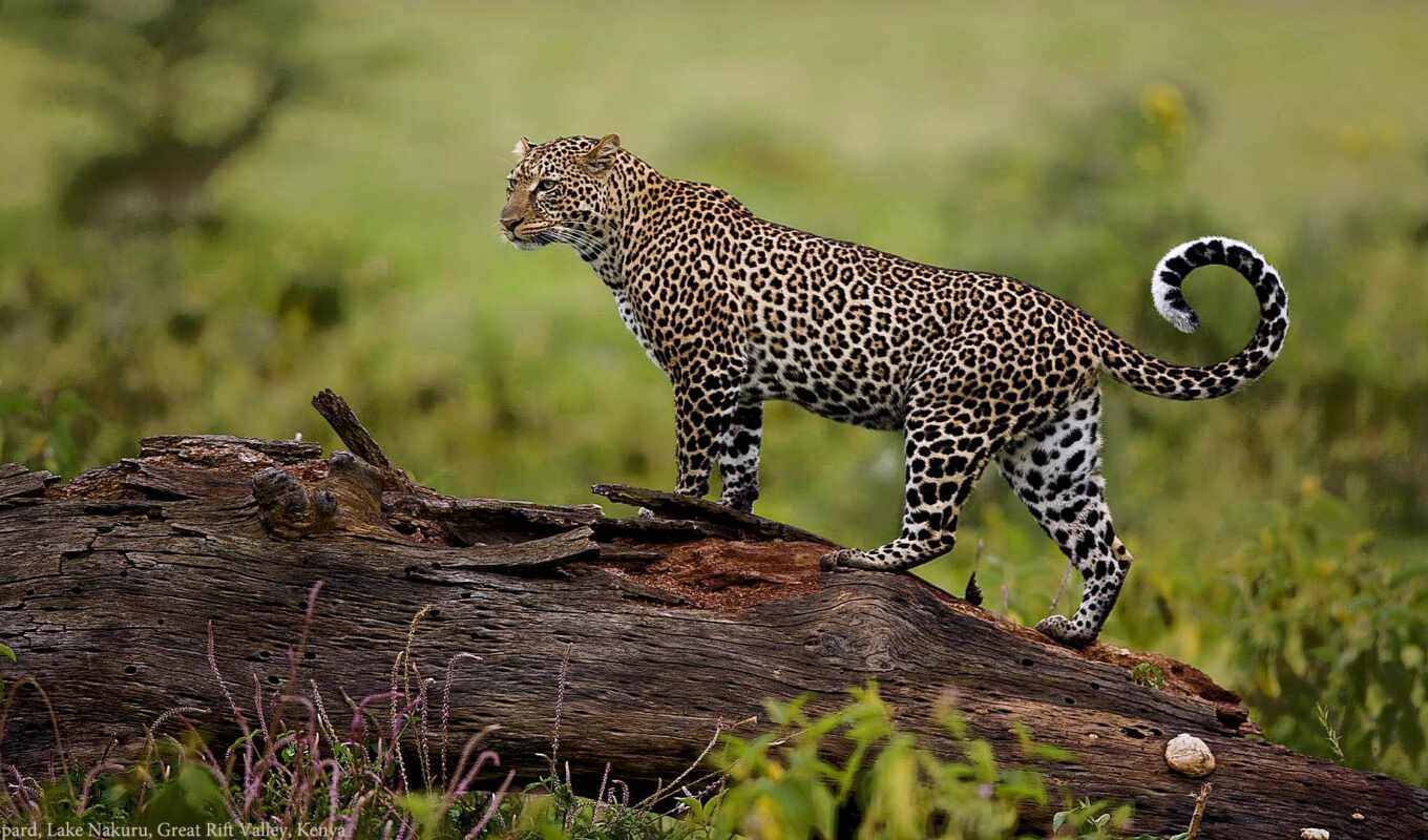 леопард, гепард
